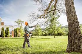 Best Palm Tree Trimming  in Wilsonville, AL