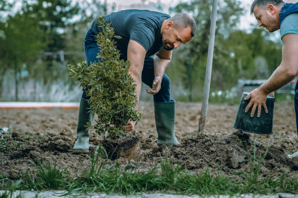 Best Tree Risk Assessment  in Wilsonville, AL