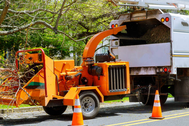 Best Tree Disease Treatment  in Wilsonville, AL