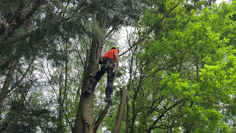 Best Weed Control  in Wilsonville, AL