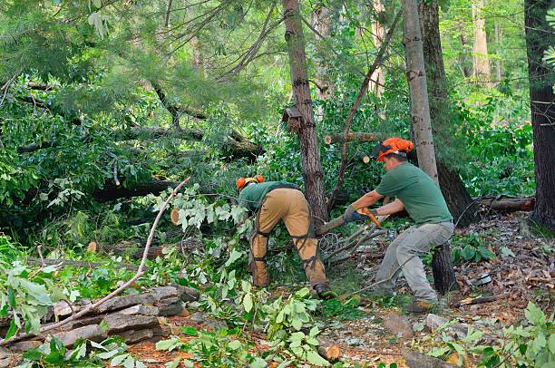 Best Hazardous Tree Removal  in Wilsonville, AL