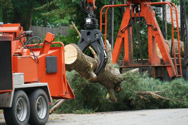  Wilsonville, AL Tree Services Pros