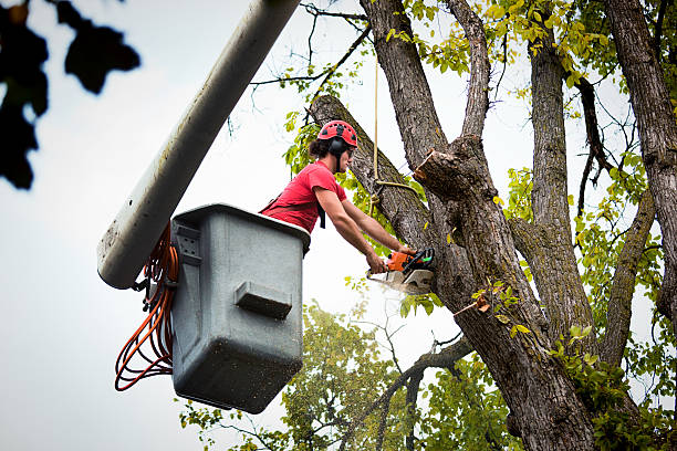 How Our Tree Care Process Works  in  Wilsonville, AL